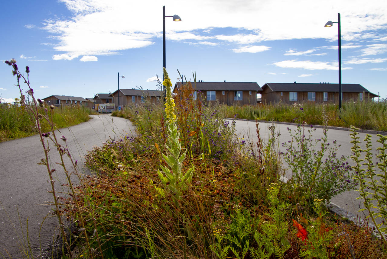 Mangfoldige, farverige vejkanter på Skademosen i Trekroner.