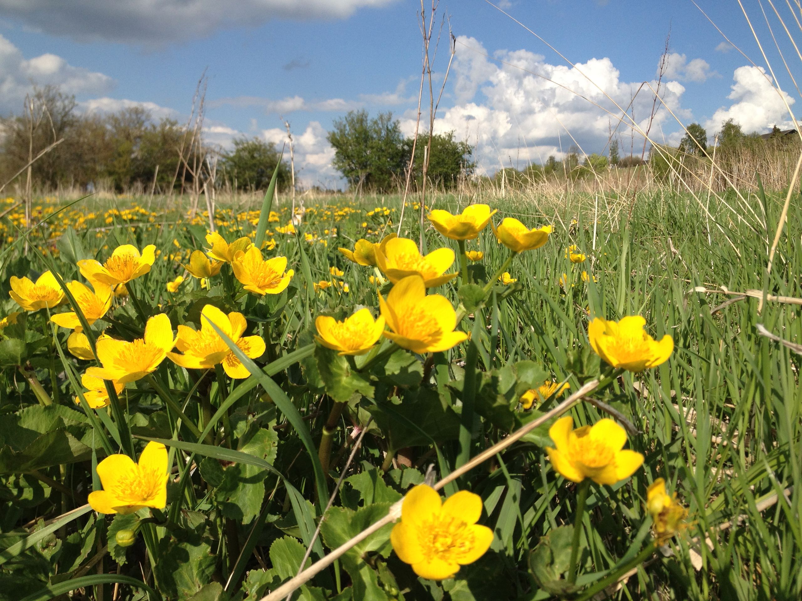 Gule blomster i græsset på Skjoldungestien