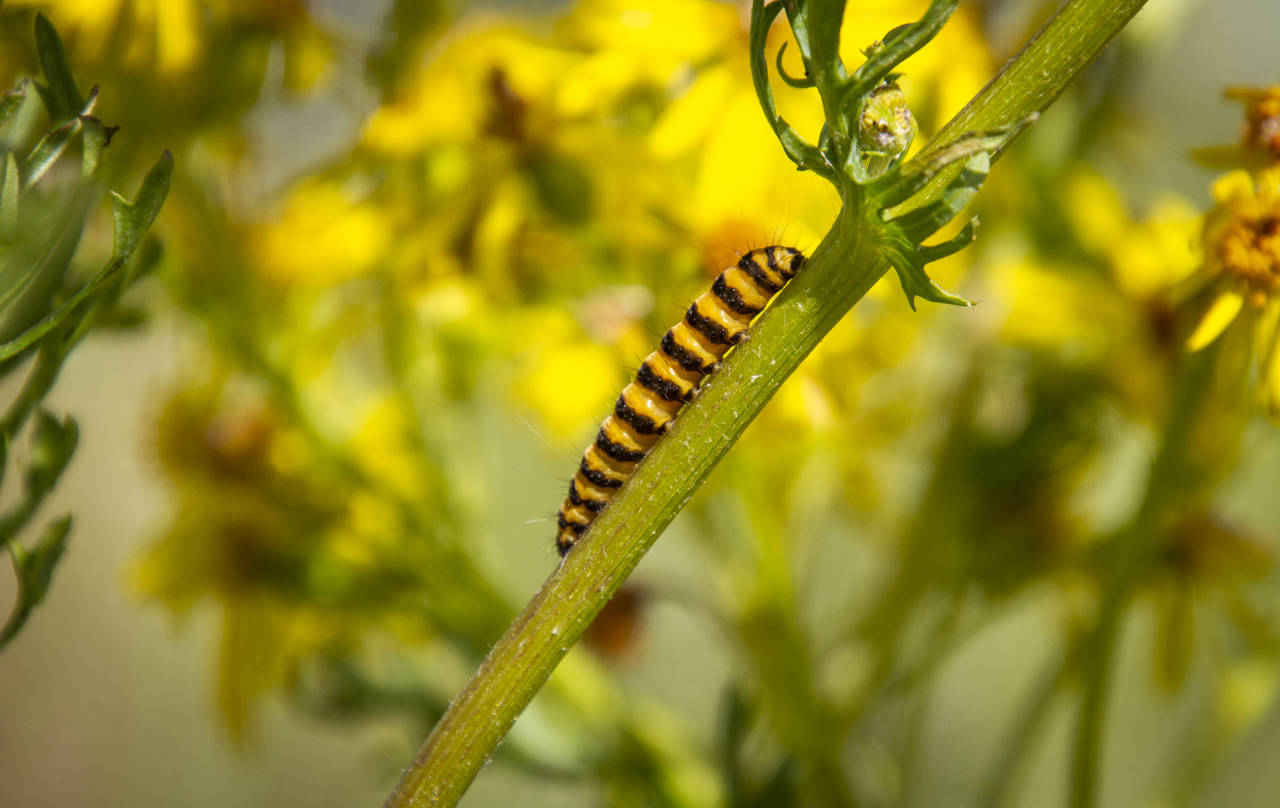 Natsommerfuglen Blodplets larve.
