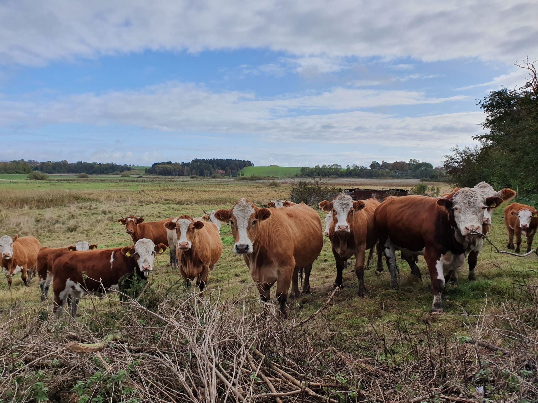 Græssende kvæg ved Pileholm