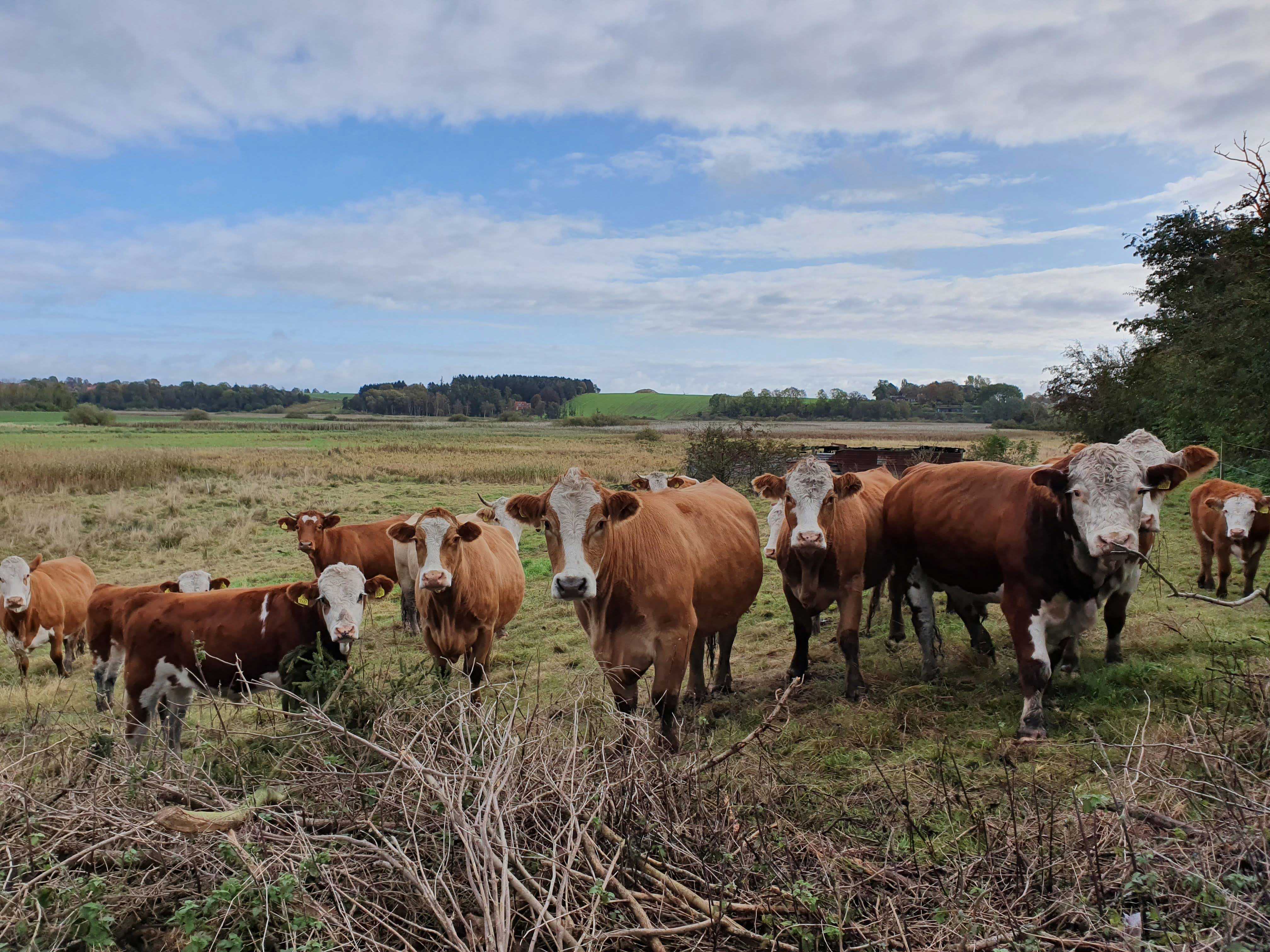 Græssende kvæg ved Pileholm