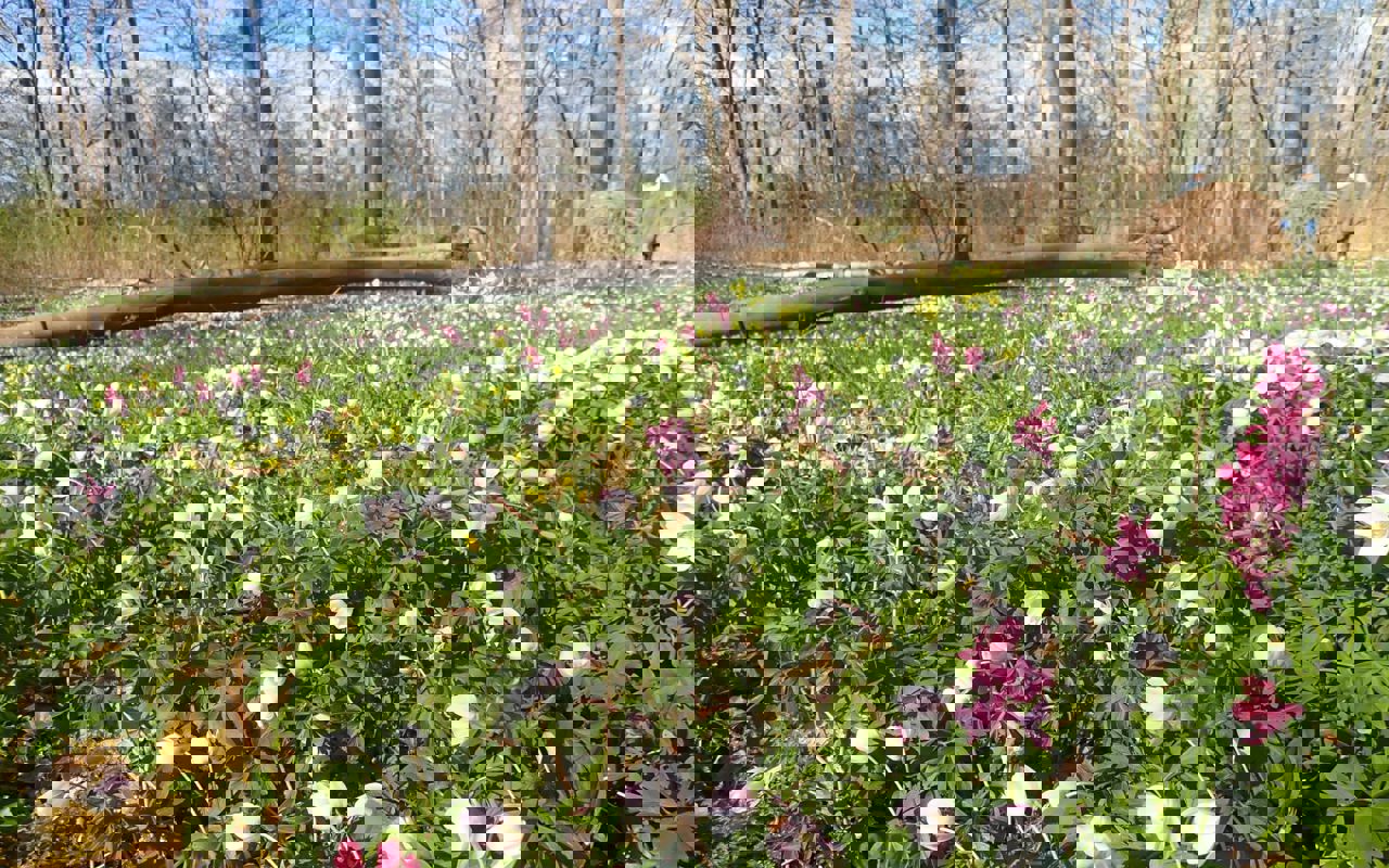 Flor af forårsblomster i Boserup Stævningsskov