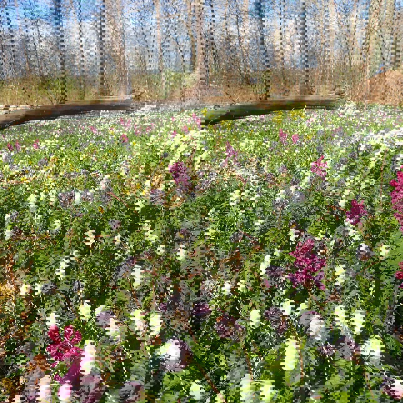 Flor af forårsblomster i Boserup Stævningsskov