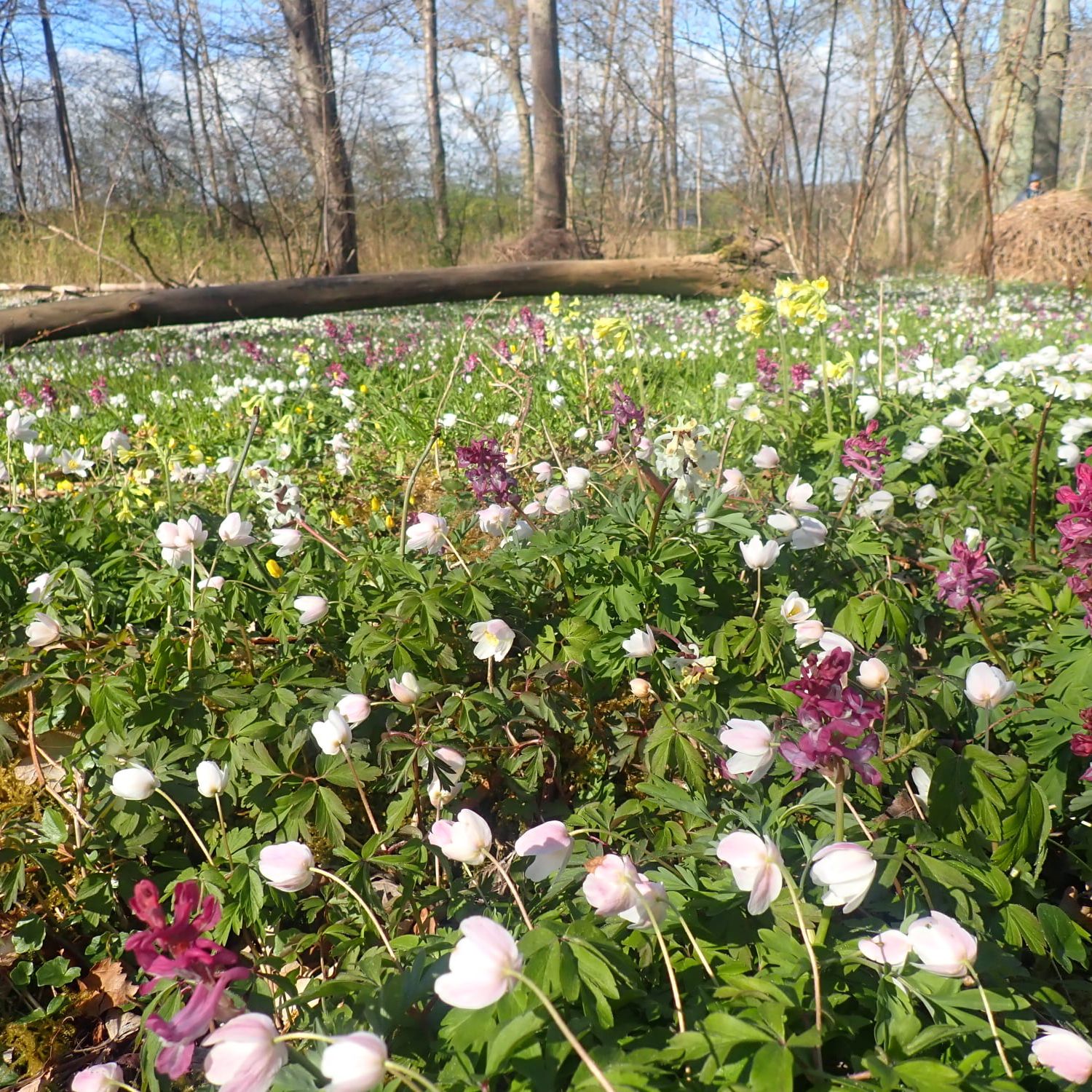 Flor af forårsblomster i Boserup Stævningsskov