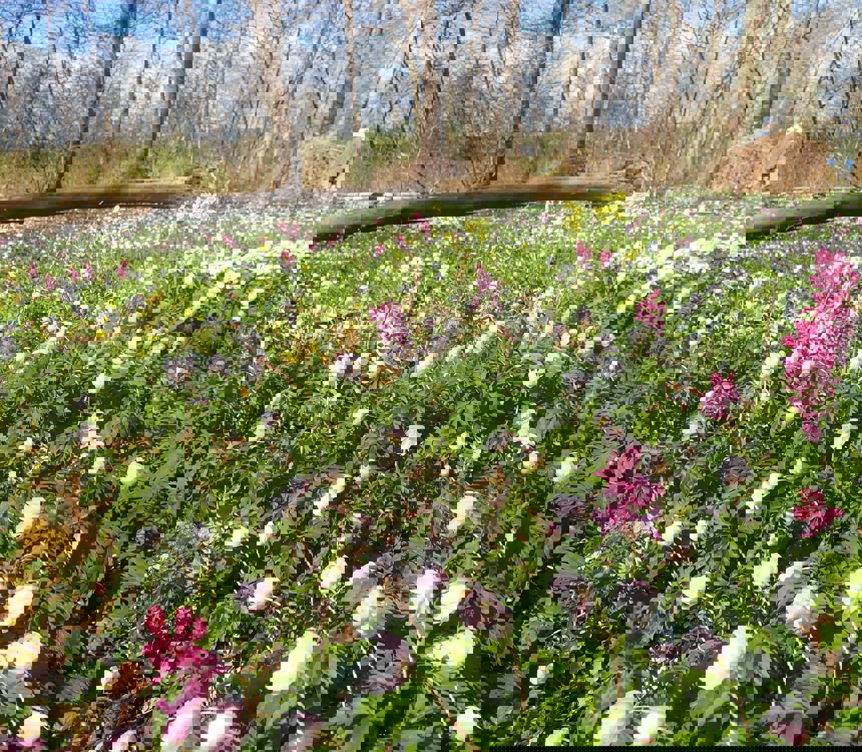 Flor af forårsblomster i Boserup Stævningsskov