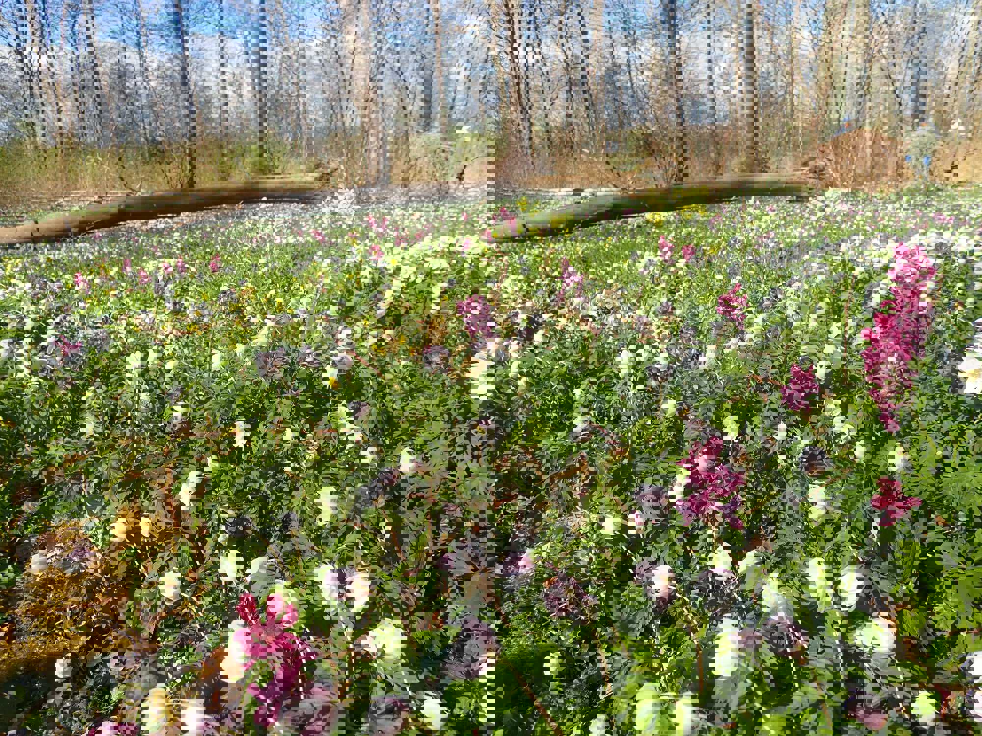 Flor af forårsblomster i Boserup Stævningsskov