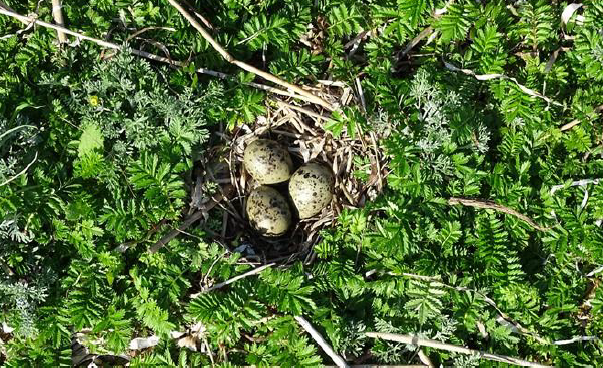 Strandskaderede på Lilleø i 2021.