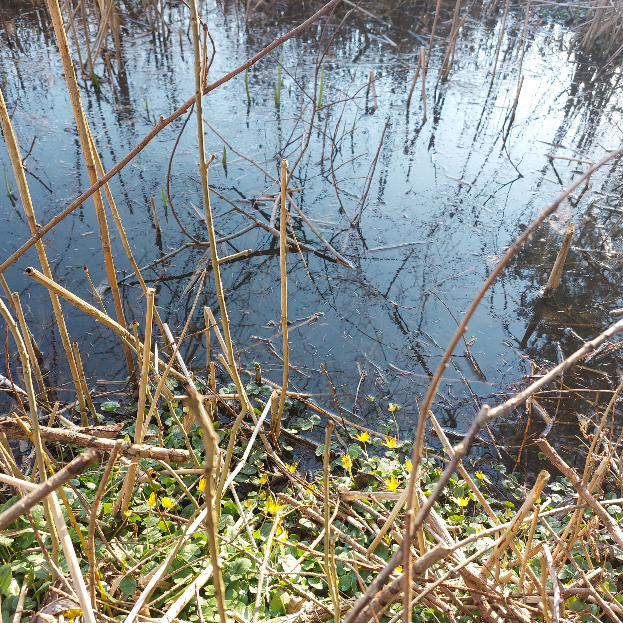 Der er langt mellem vandhuller i landskabet, så alle former for vand i haven hjælper.