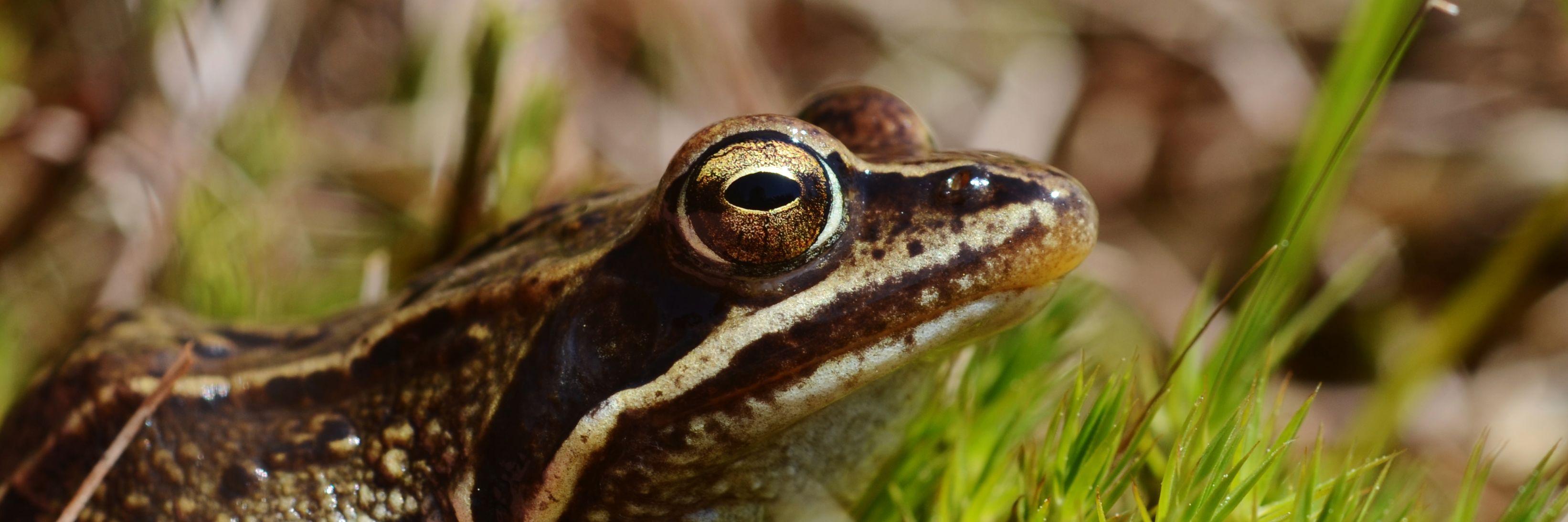 Spidssnudetfrø er vurderet til at være næsten truet (NT) på Den Danske Rødliste.