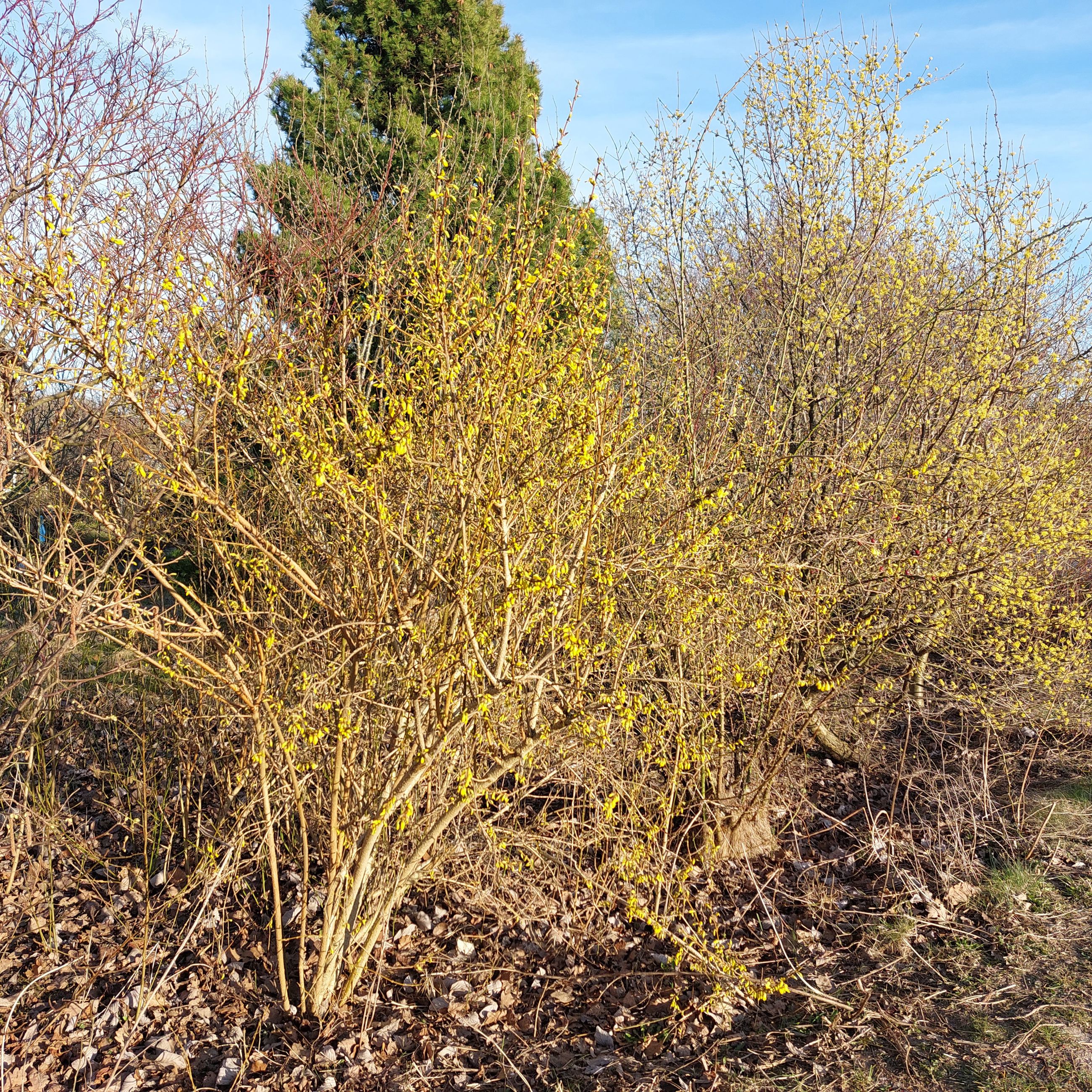 Hegn med forskellige buske, hvoraf nogle blomstrer om foråret.