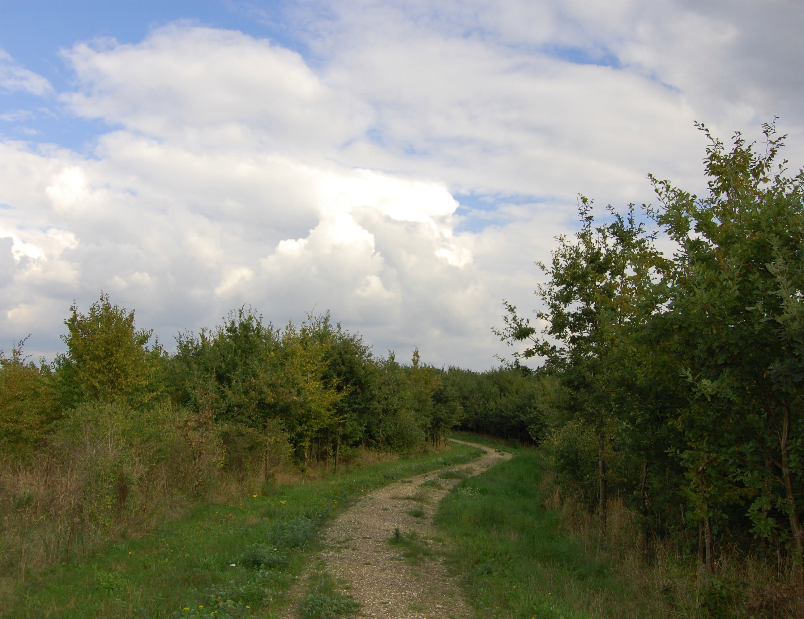 Sti i Gulddysse Skov