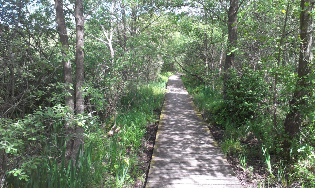 Vandresti med træer på hver side
