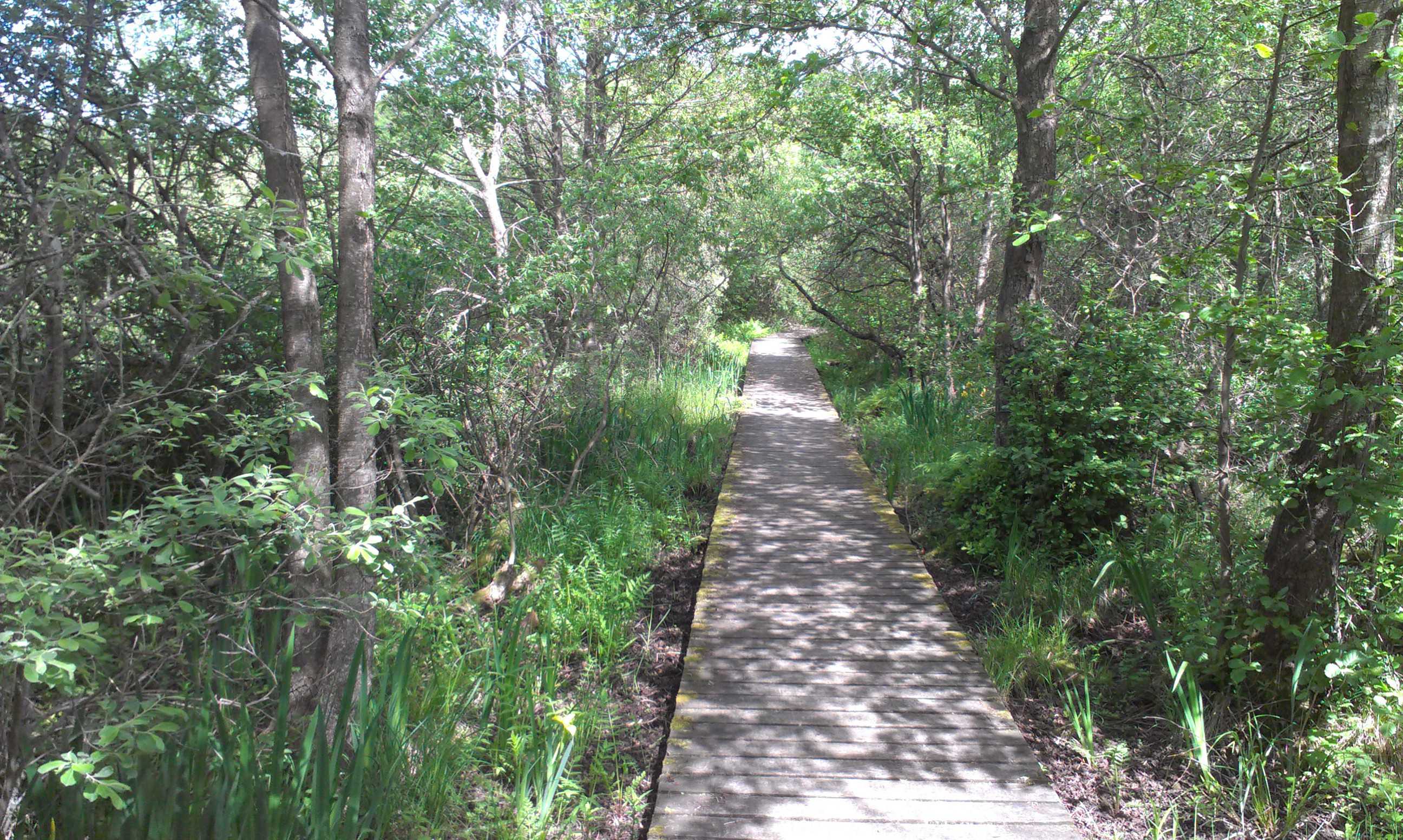 Vandresti med træer på hver side