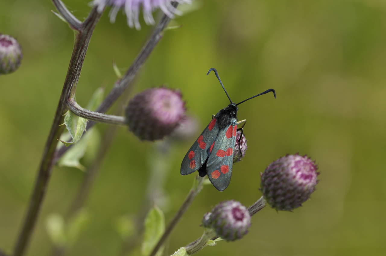 Seksplettet køllesværmer på tidsel i 1000-års skoven.