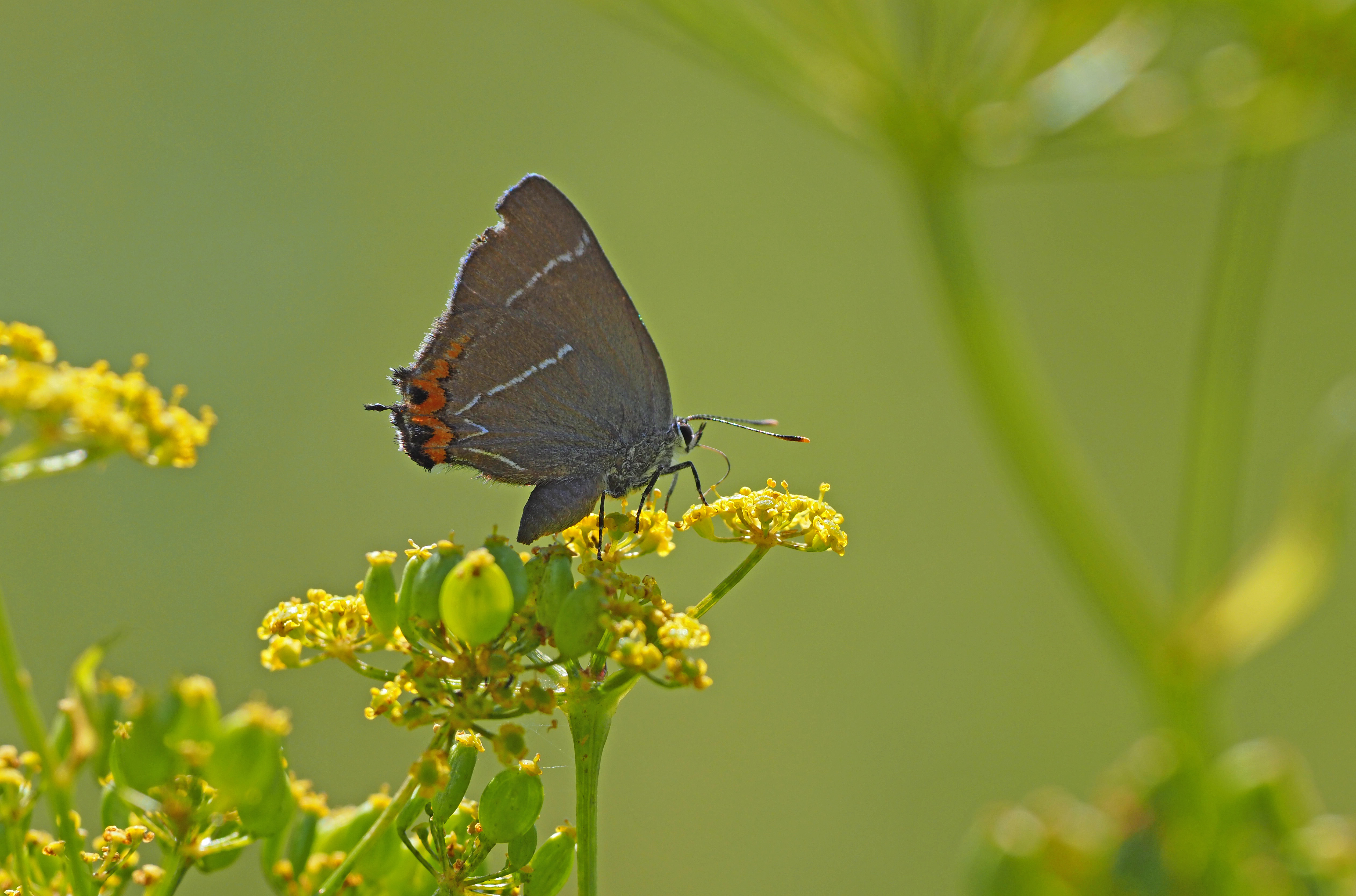 Sommerfuglen Det Hvide W's larver spiser kun blade fra elmetræer. Elmetræer er karakteristiske for netop Boserup Stævningsskov. 