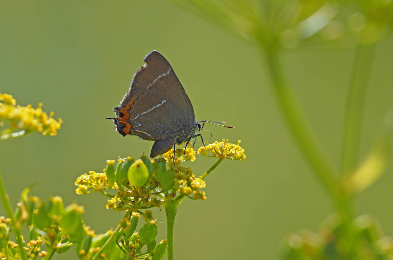 Sommerfuglen Det Hvide W's larver spiser kun blade fra elmetræer. Elmetræer er karakteristiske for netop Boserup Stævningsskov.