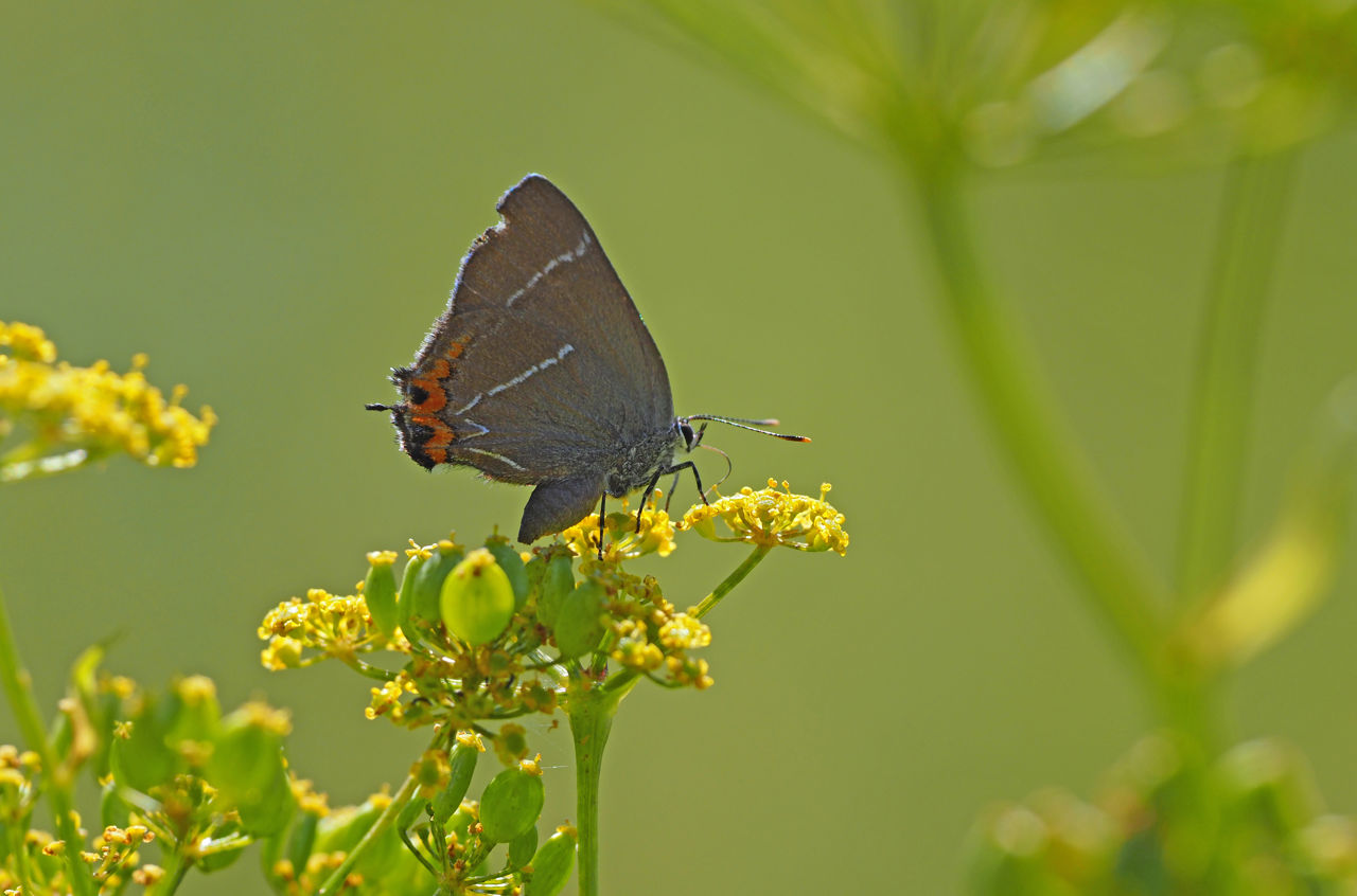 Sommerfuglen Det Hvide W's larver spiser kun blade fra elmetræer. Elmetræer er karakteristiske for netop Boserup Stævningsskov.