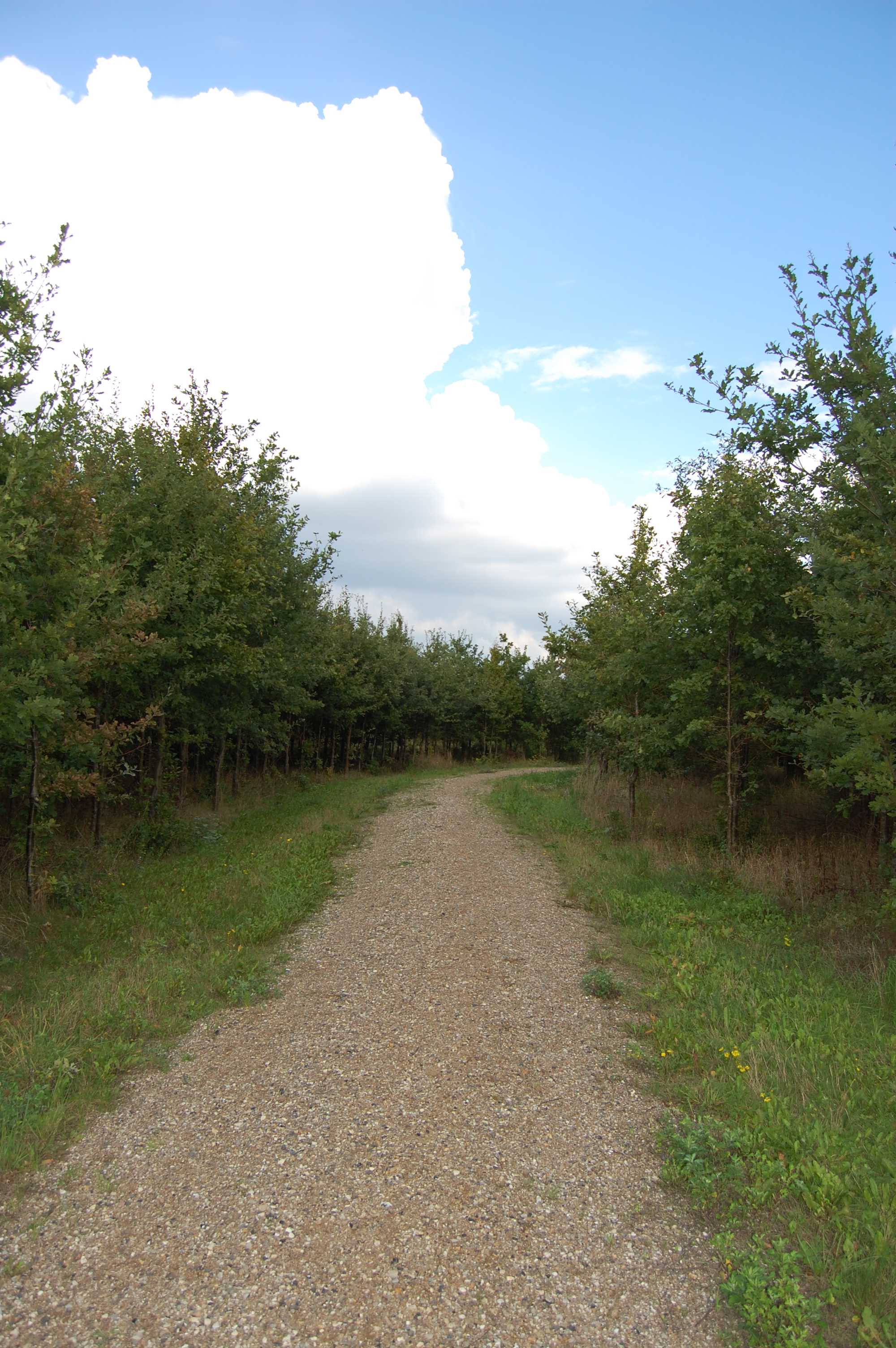 Gulddysse Skov - har hundeskov