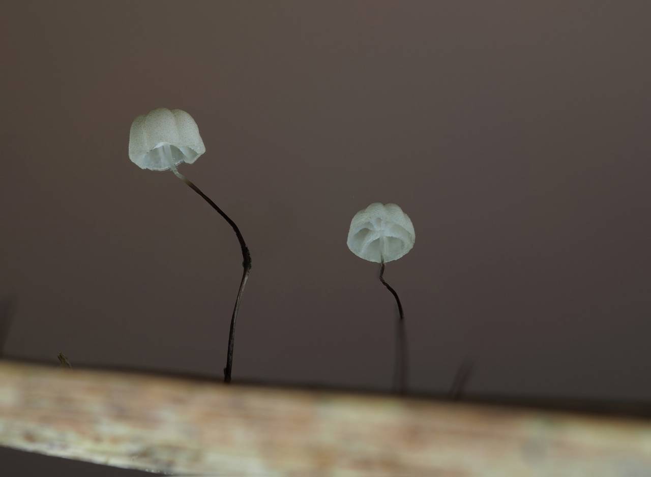 Kær-bruskhat på vissent græsstrå, Kildemosen.