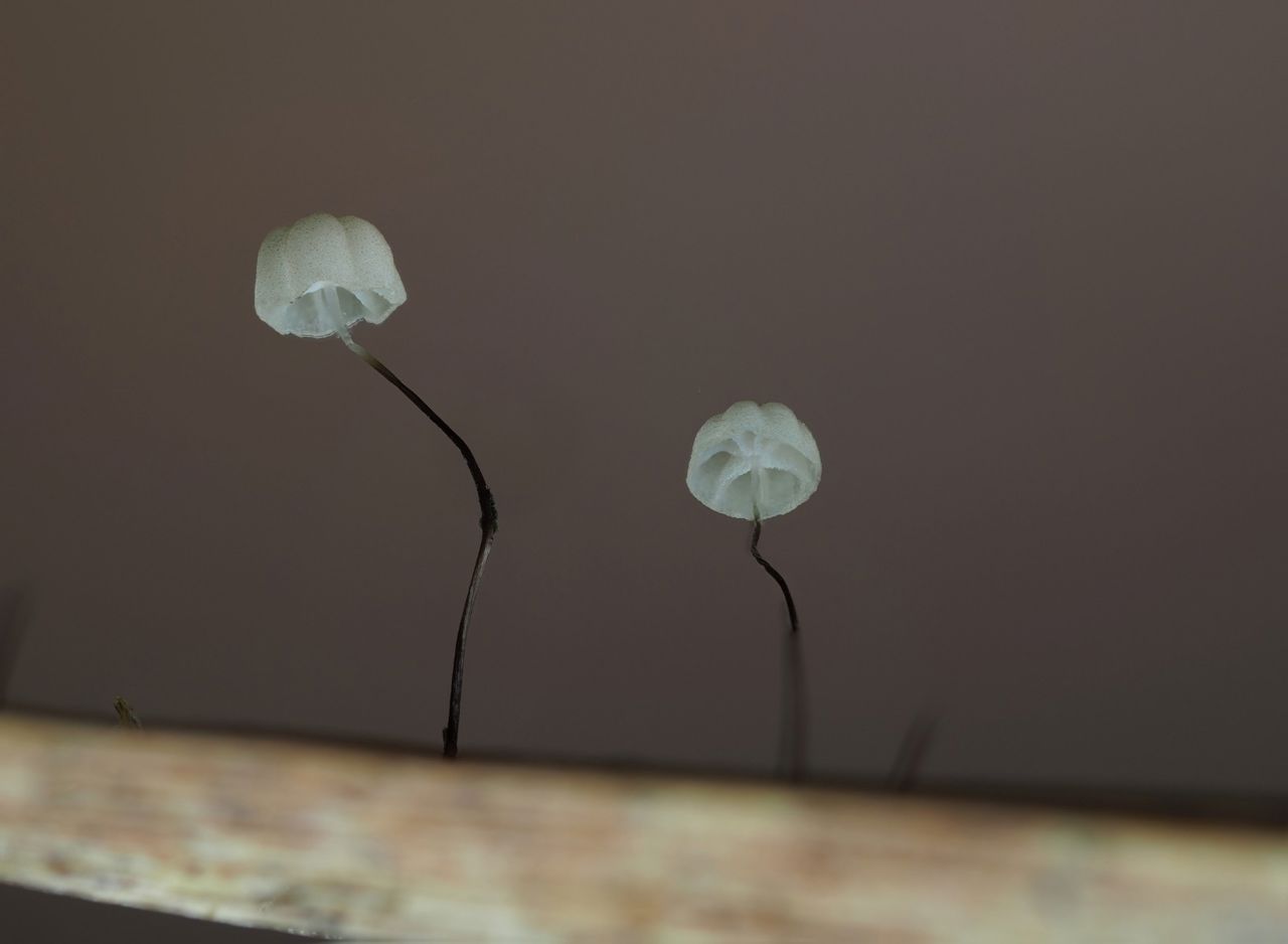 Kær-bruskhat på vissent græsstrå, Kildemosen.