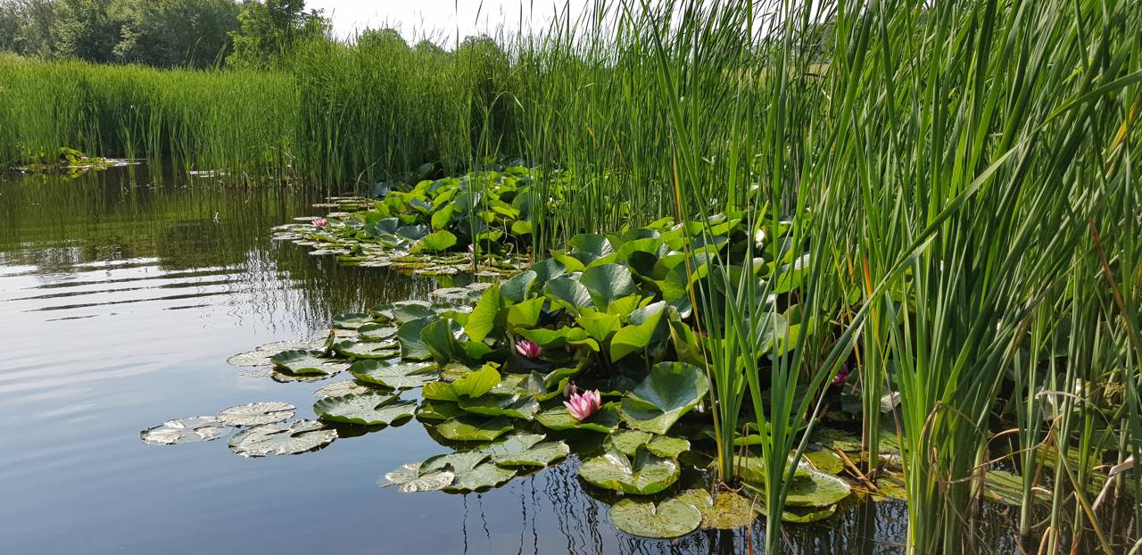 Nøkkeroser i Folkeparken.
