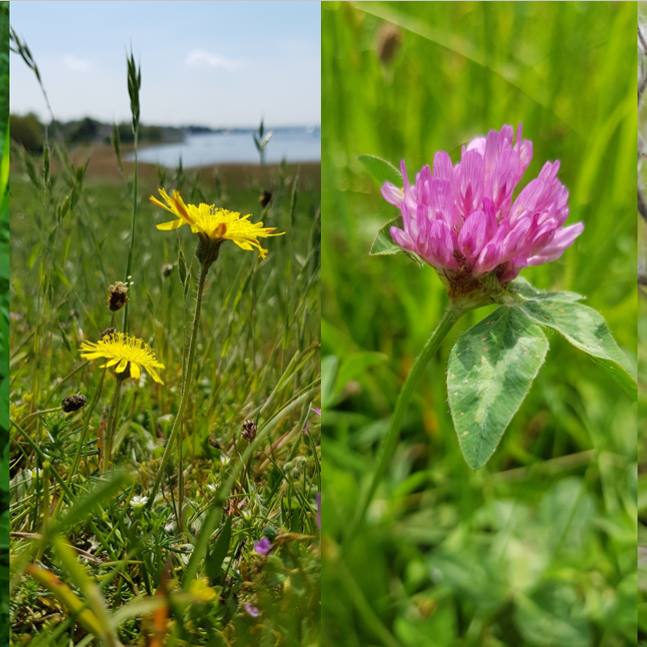 Dagpragtstjerne, Håret høgeurt, Rødkløver og Slangehoved. Foto: Natur360