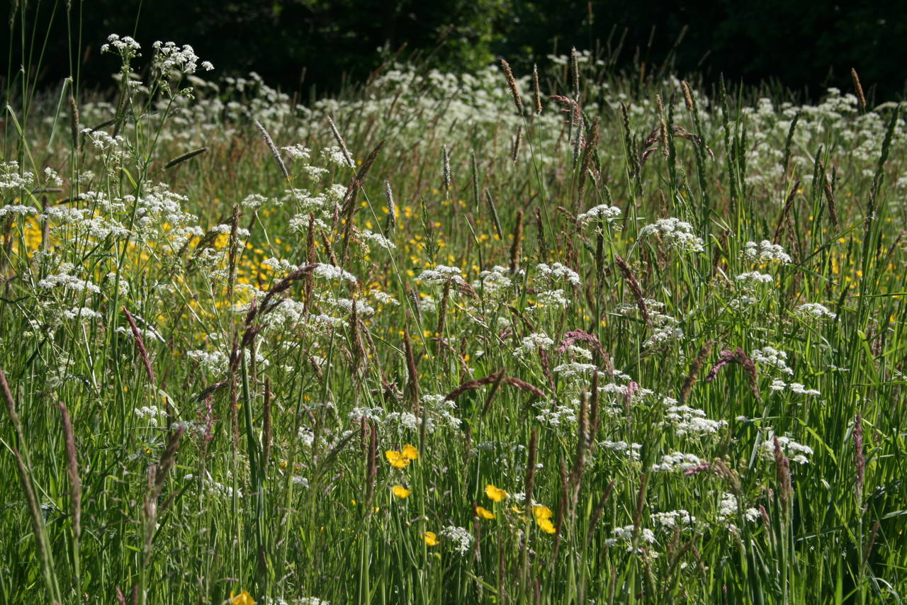 7: Erstat den monokulturelle græsplæne (eller dele af den) med et blomstrende græsland.