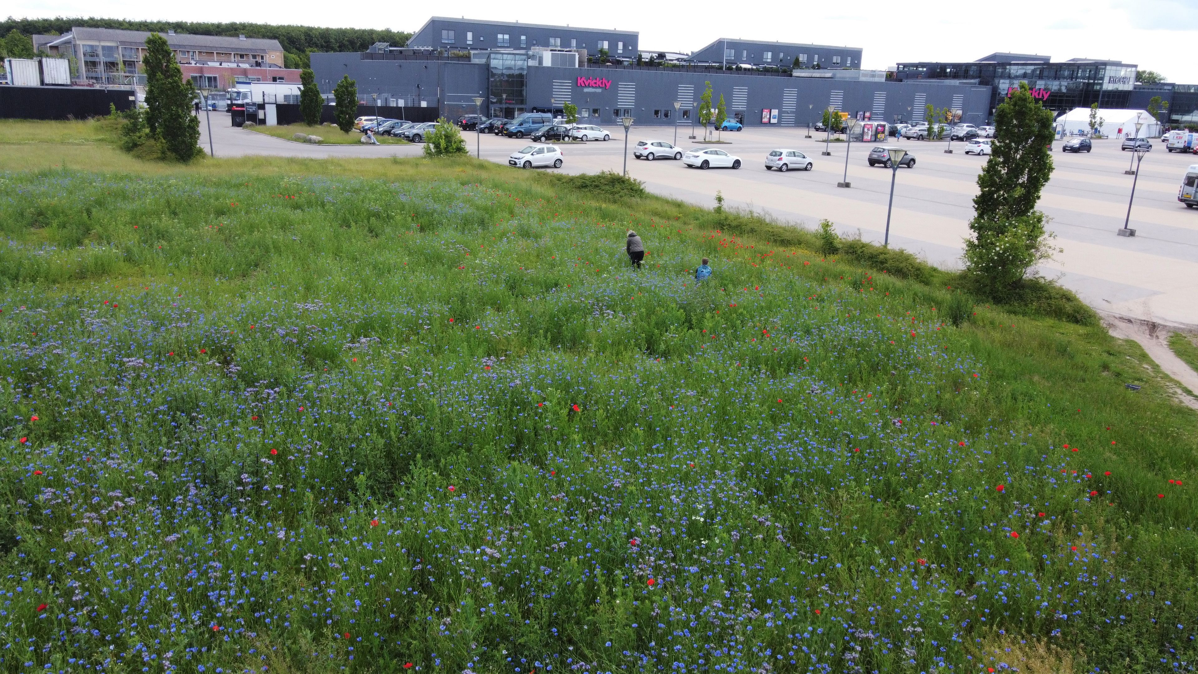 Fra græsplæne til blomstereng ved Hyrdehøj.