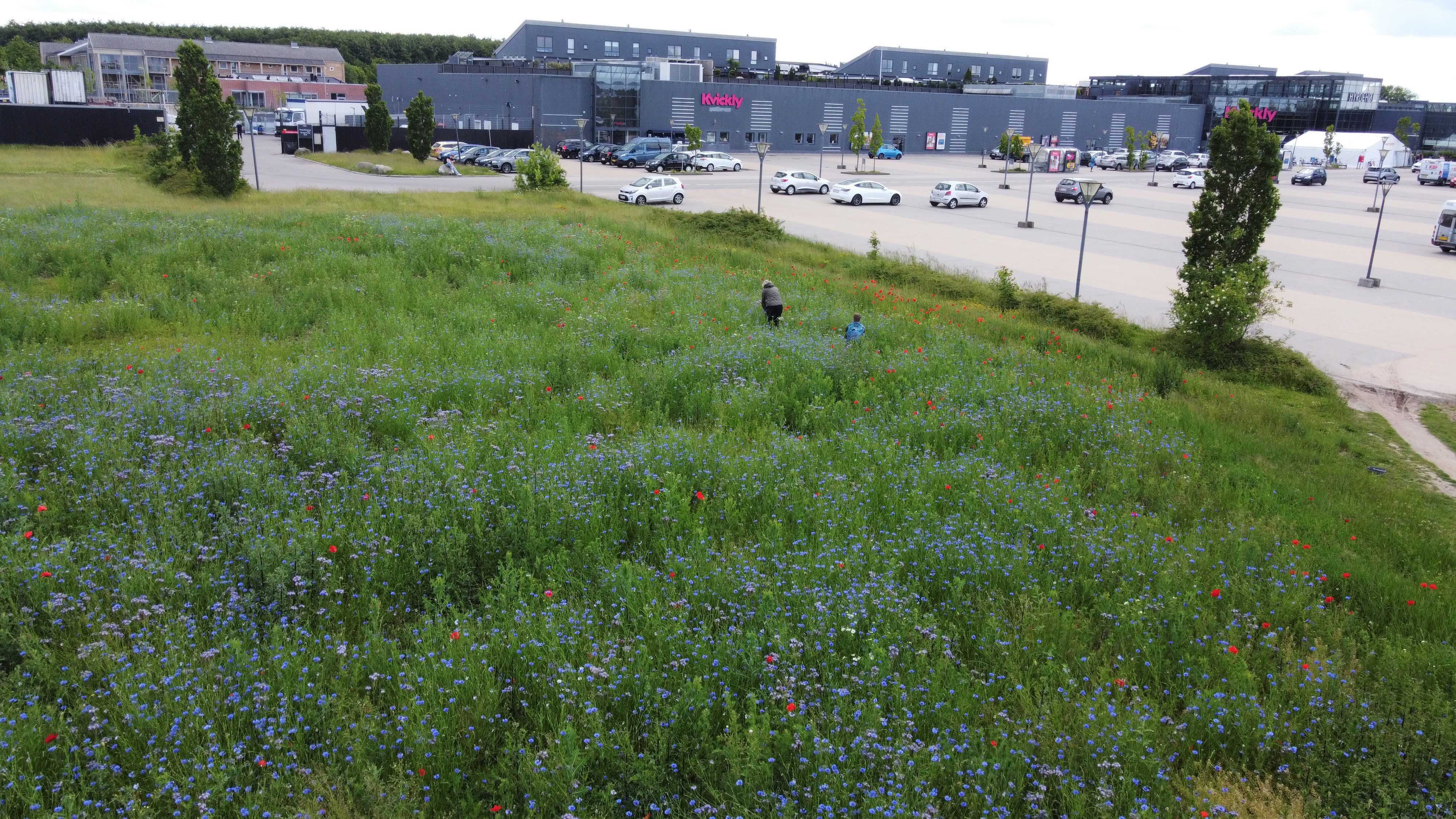 Fra græsplæne til blomstereng ved Hyrdehøj.
