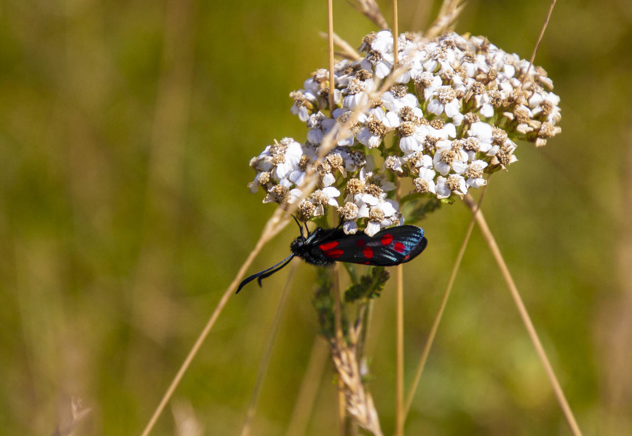 Seksplettet køllesværmer på Røllike ved Vibyvejen.