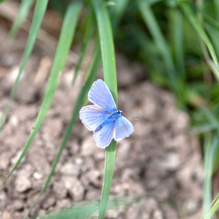 Almindelig blåfugl.