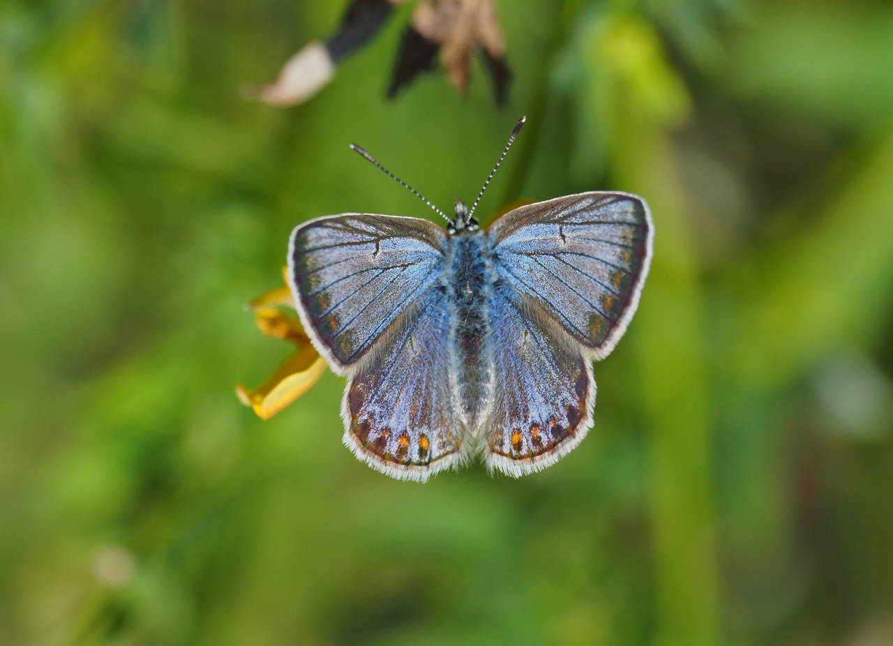 Almindelig blåfugl.