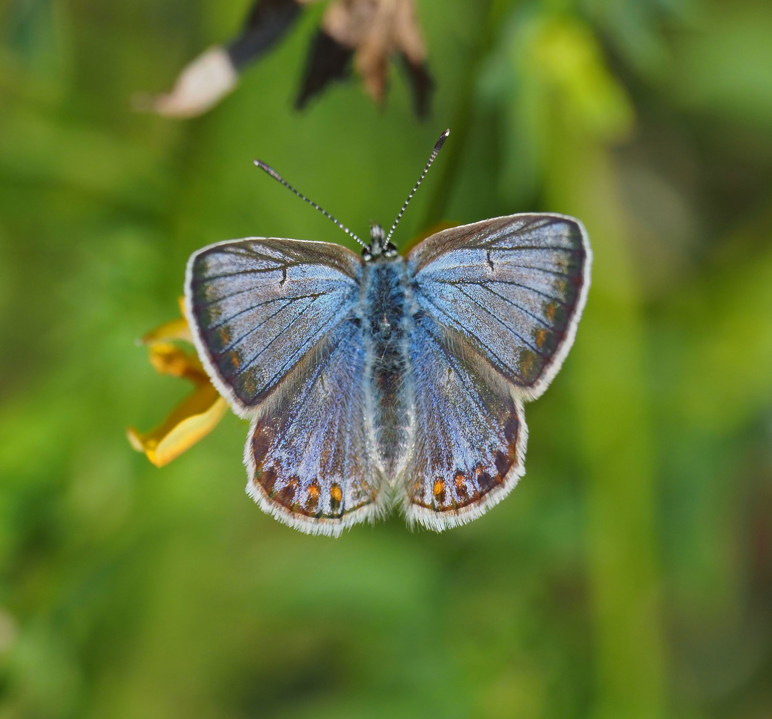 Almindelig blåfugl.