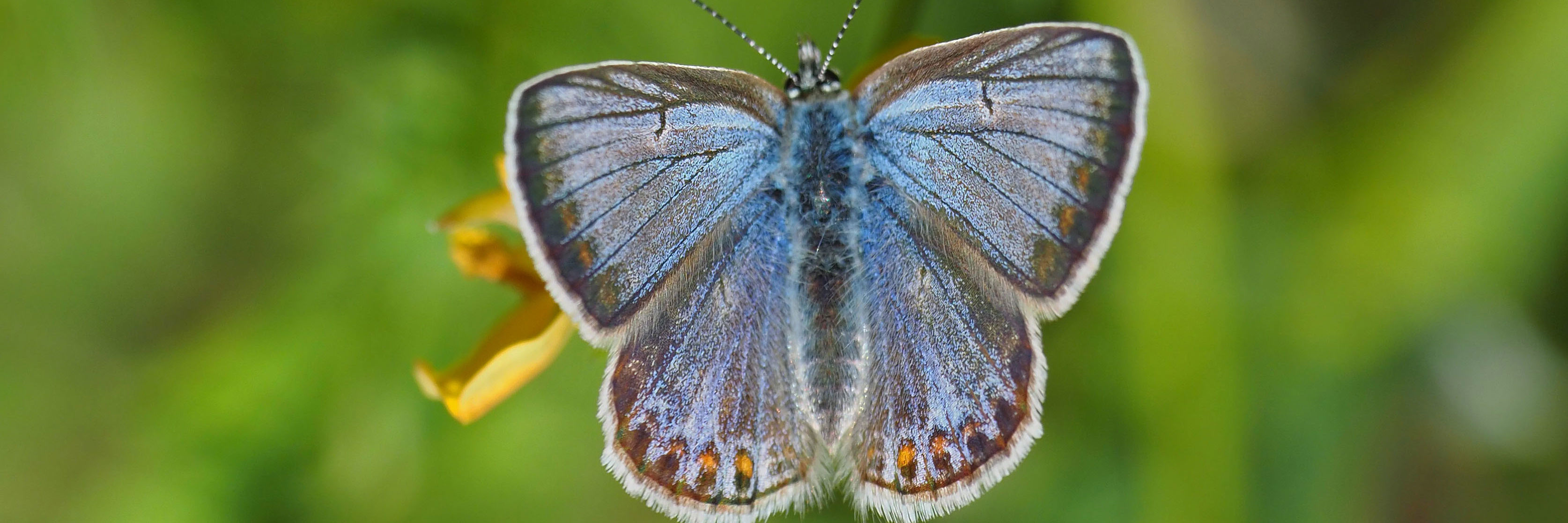 Almindelig blåfugl.