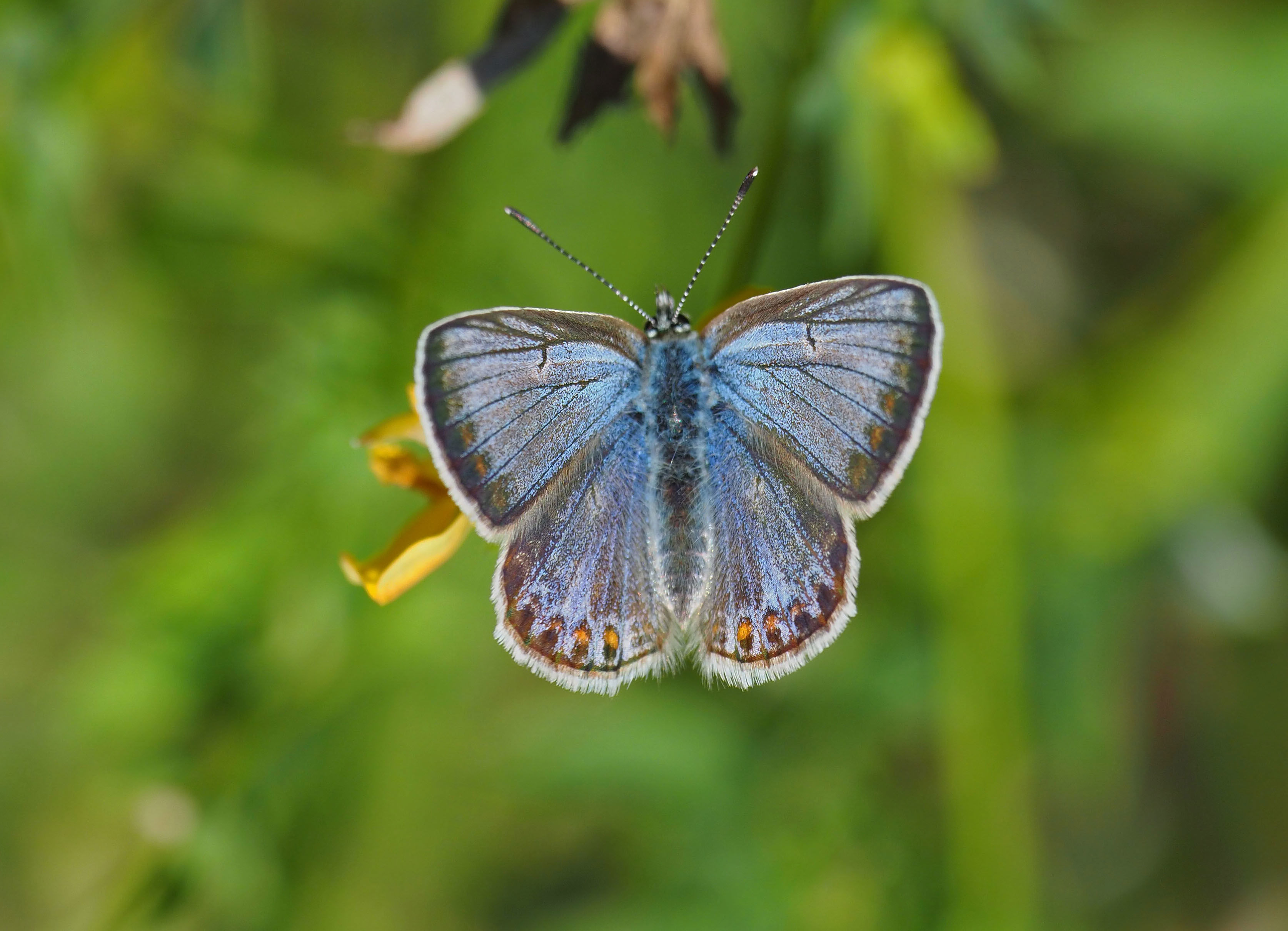 Almindelig blåfugl.