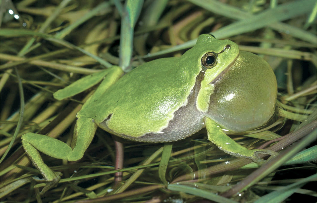 Løvfrø.