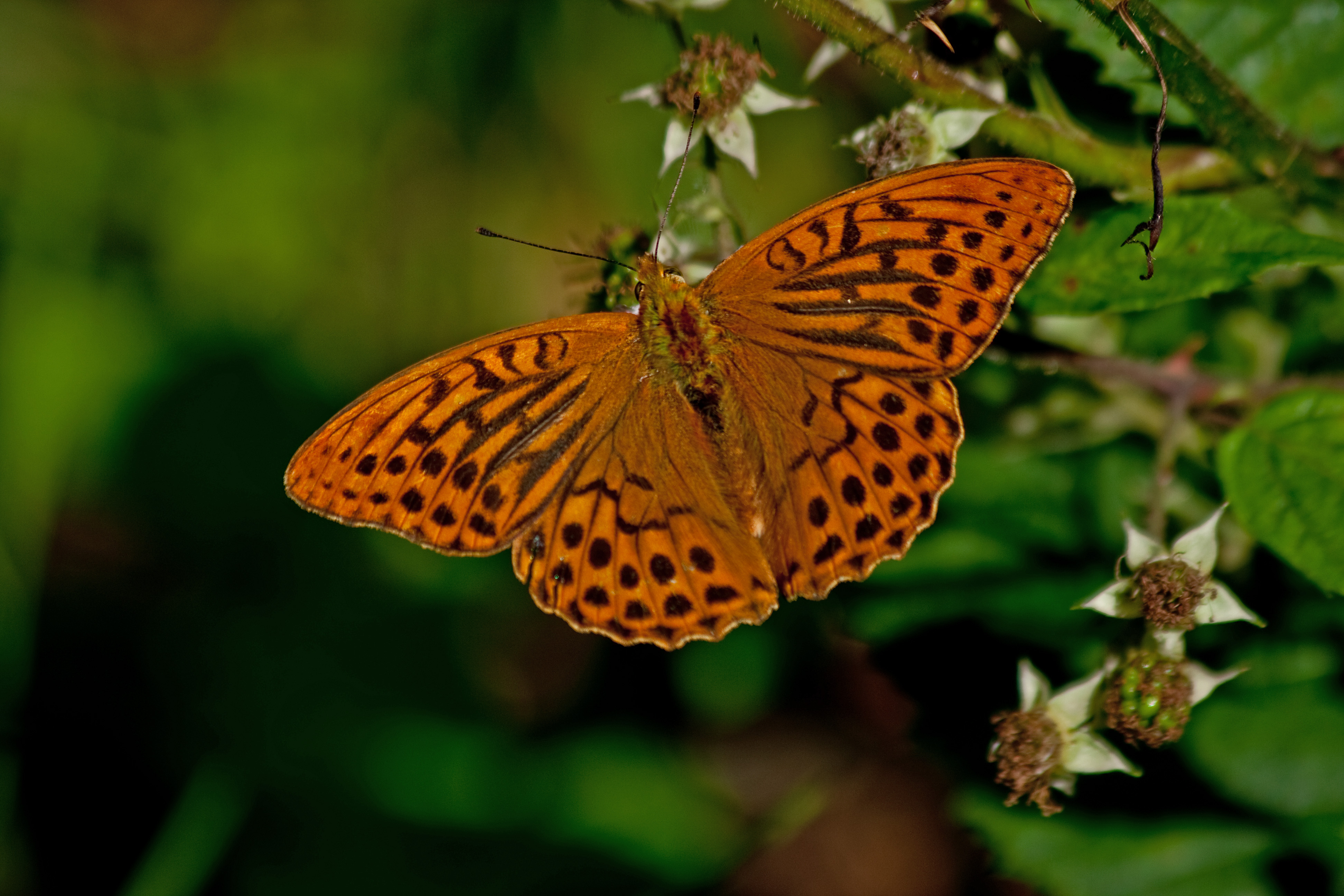 Kejserkåbens larve vil kun spise blade fra violer. 
