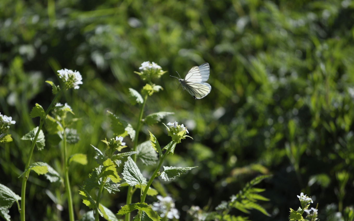 Grønåret kålsommerfugl i Helligkorsparken.