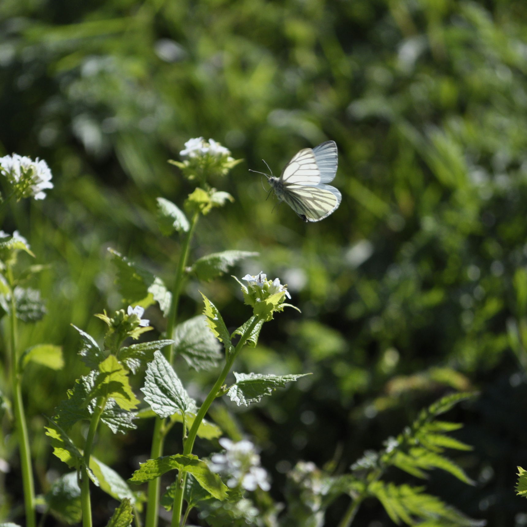 Grønåret kålsommerfugl i Helligkorsparken.