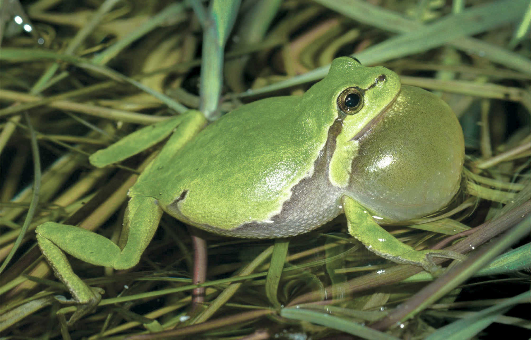 Der graves nye vandhuller, til gavn for bl.a. padder som løvfrøen her.