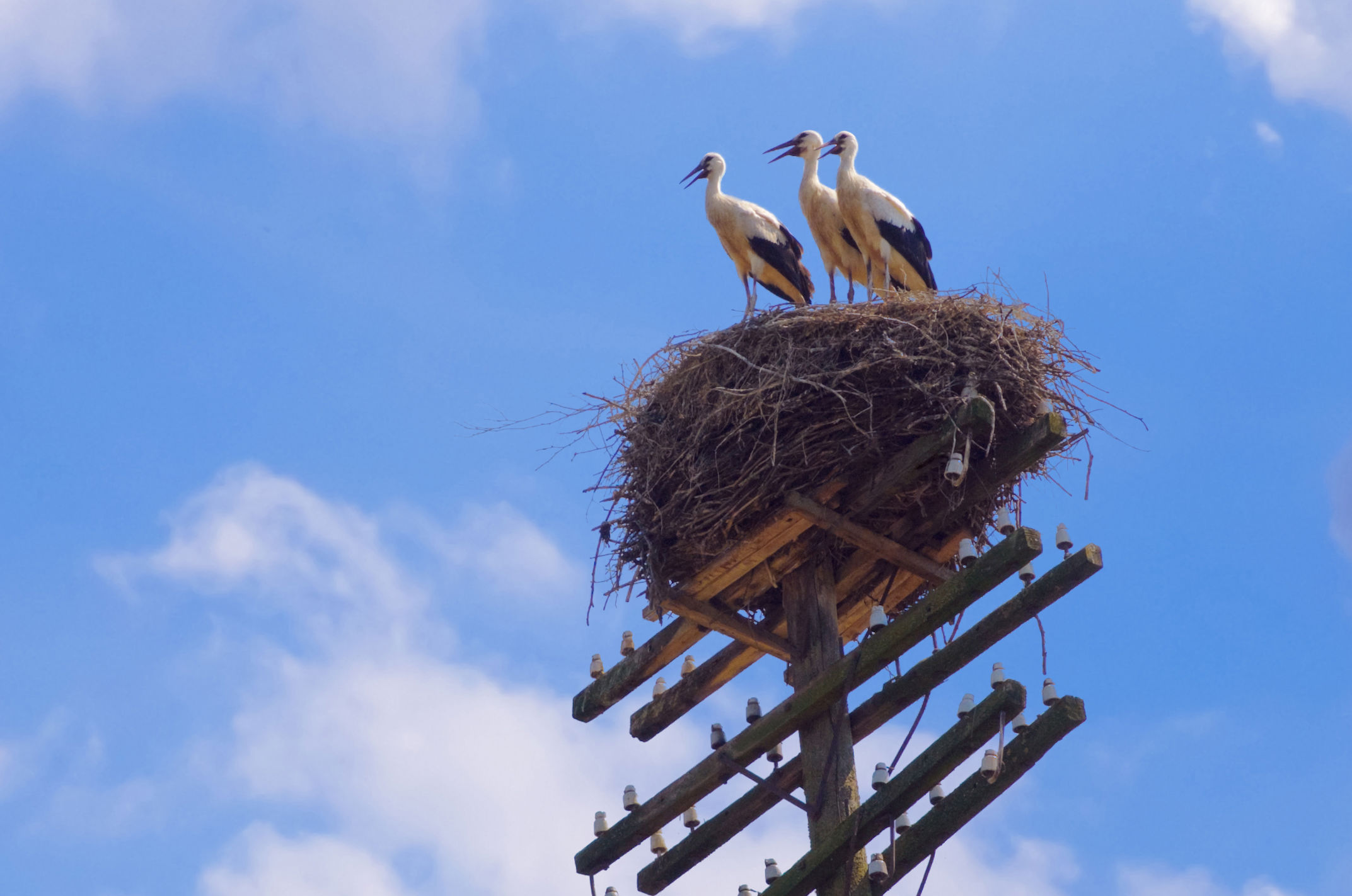 Tre storke på reden