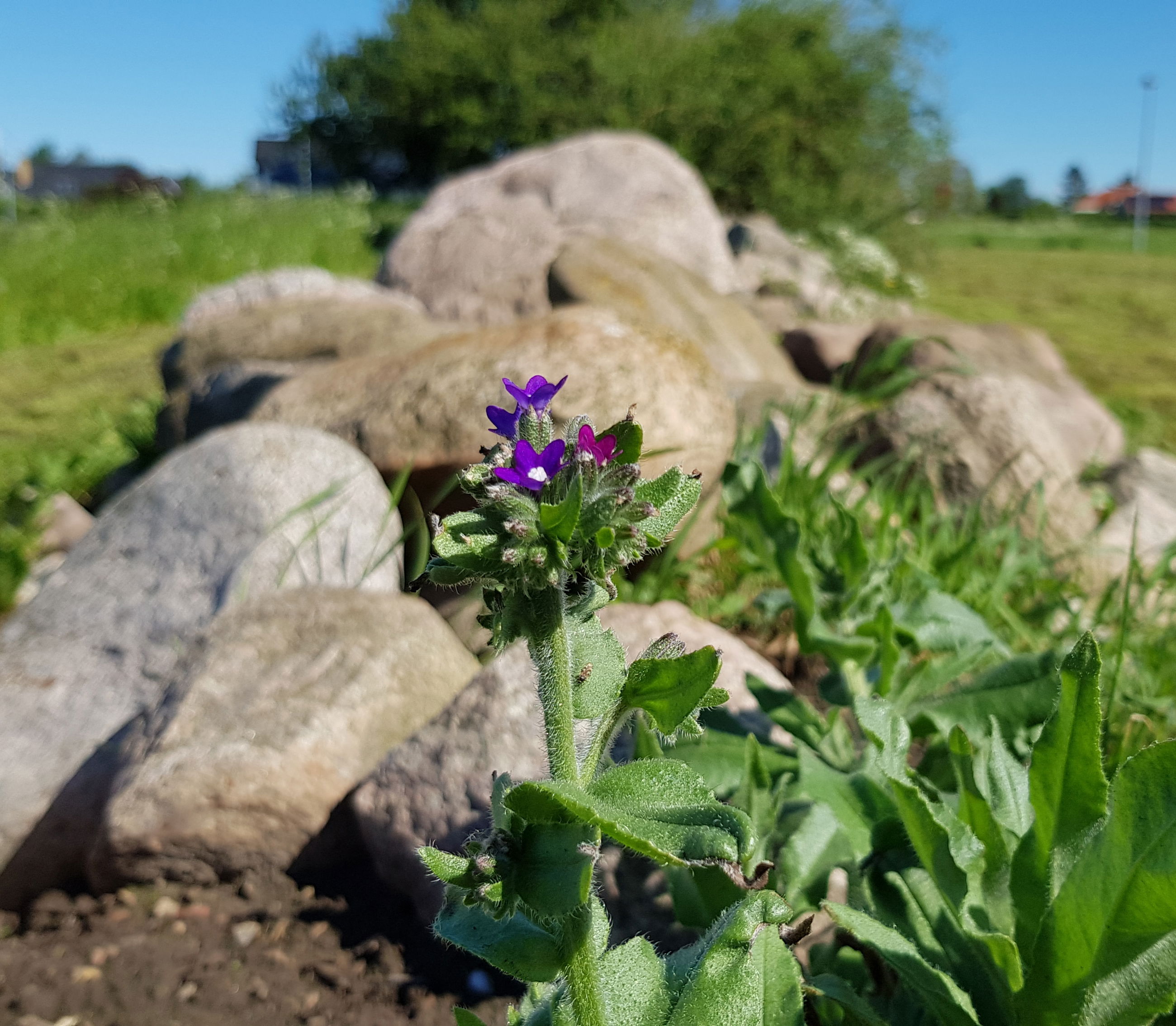 Lægeoksetunge. Foto: Natur360