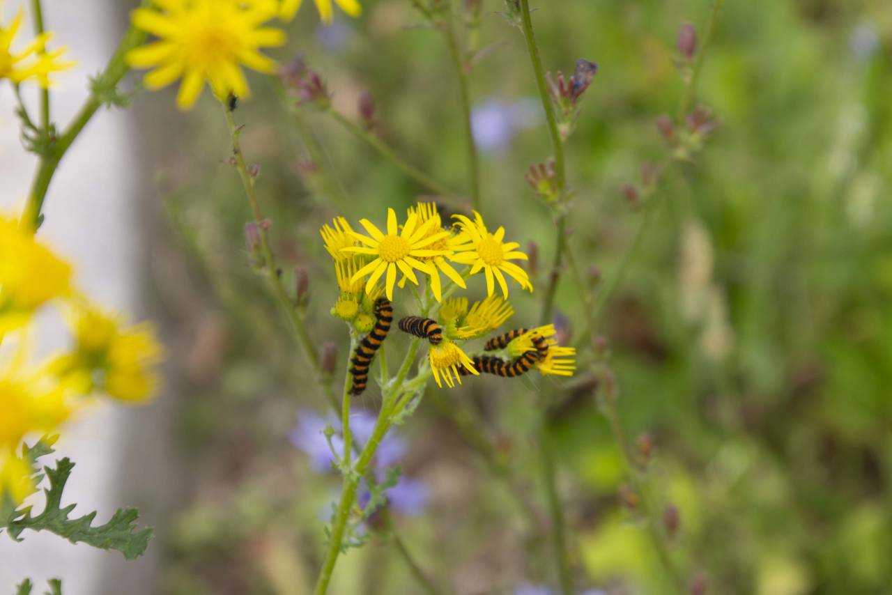 Eng-brandbæger fyldt med Blodpletlarver på Trekroner Parkvej.