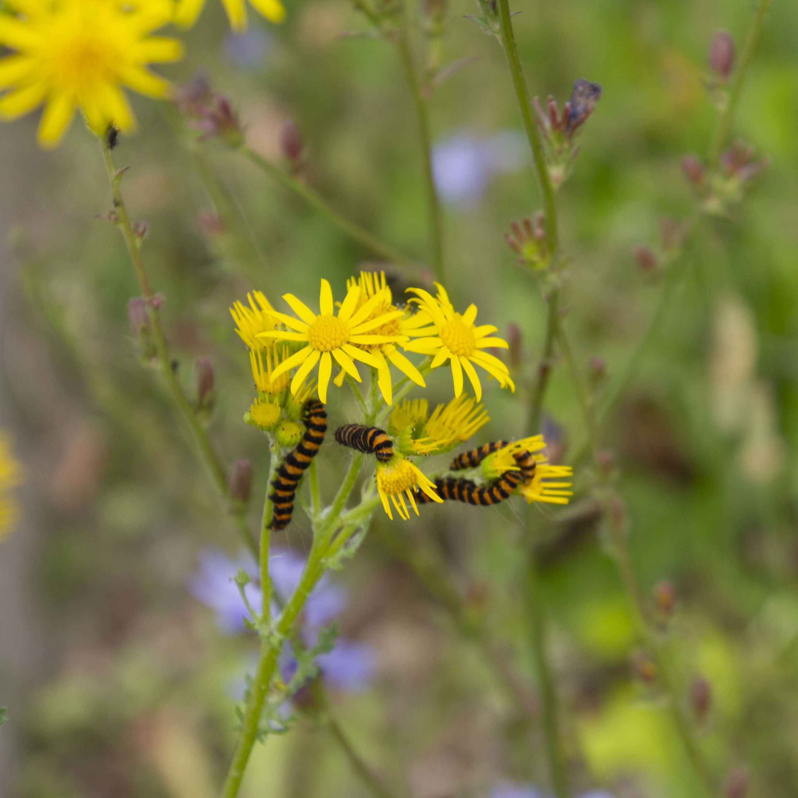 Eng-brandbæger fyldt med Blodpletlarver på Trekroner Parkvej.