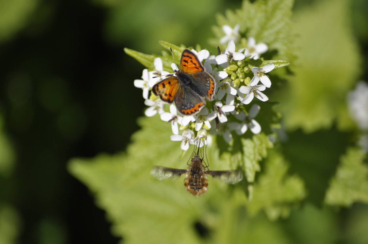 Sommerfuglen lille ildfugl på løgkarse.