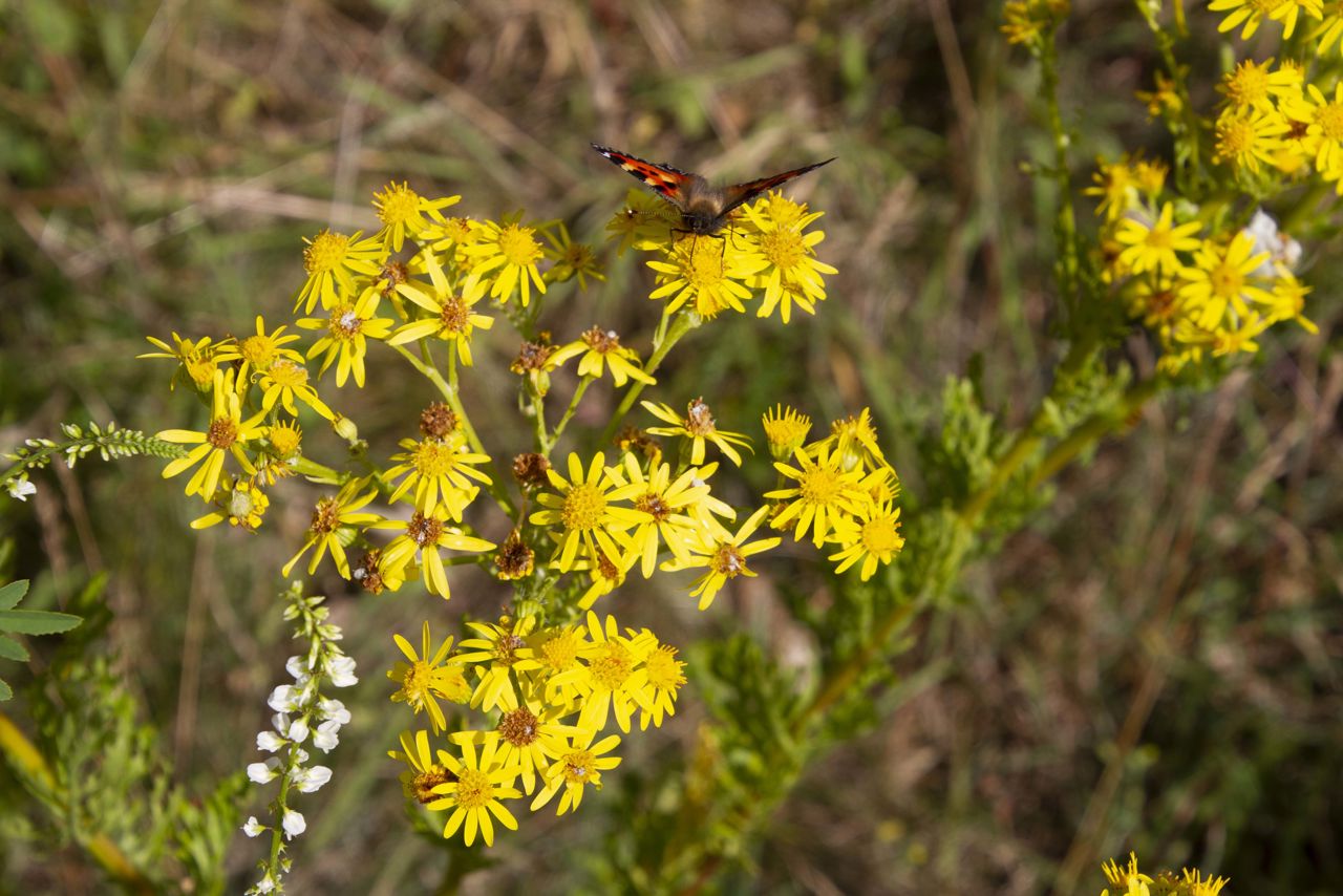 Sommerfugl på Eng-brandbæger i Trekroner Øst.