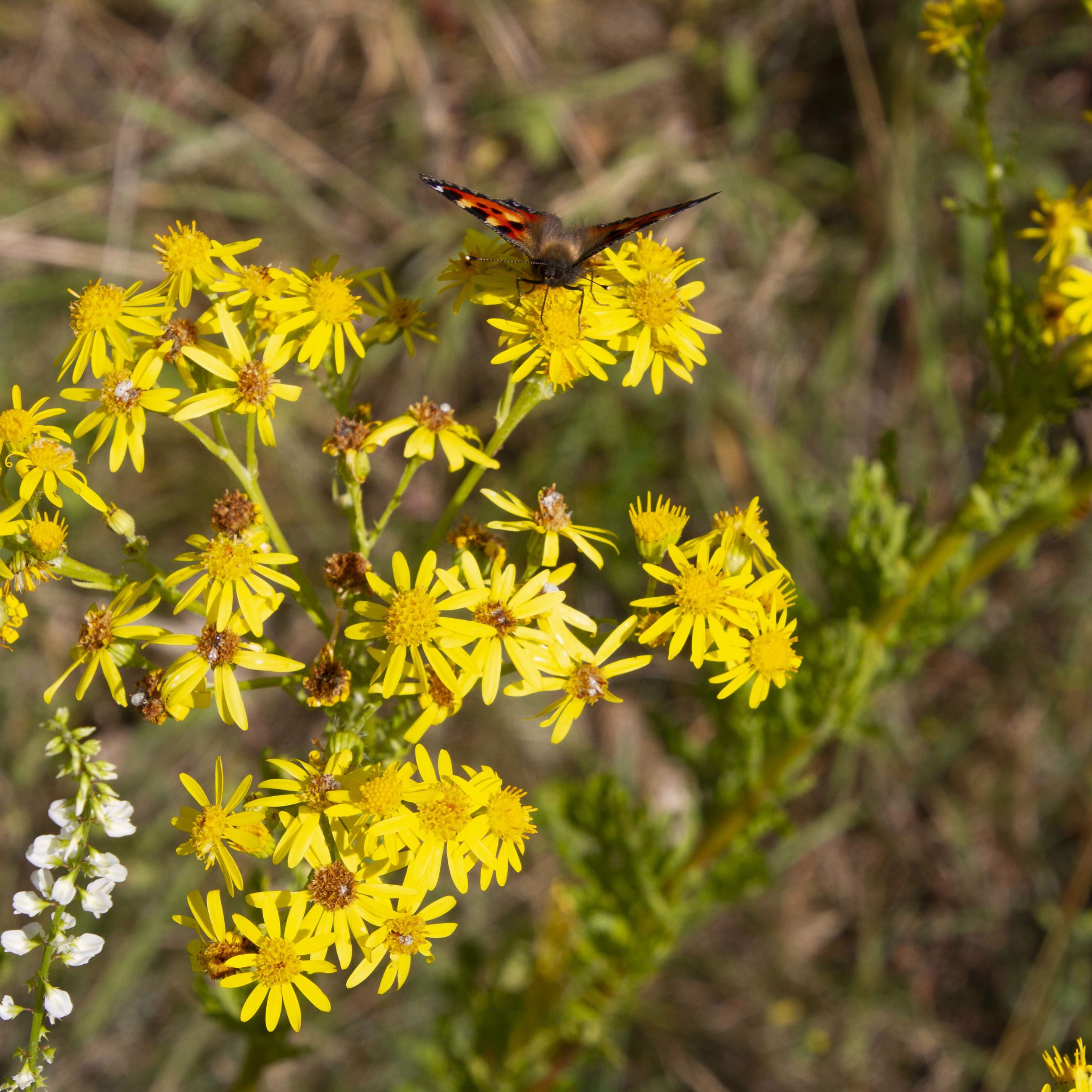 Sommerfugl på Eng-brandbæger i Trekroner Øst.
