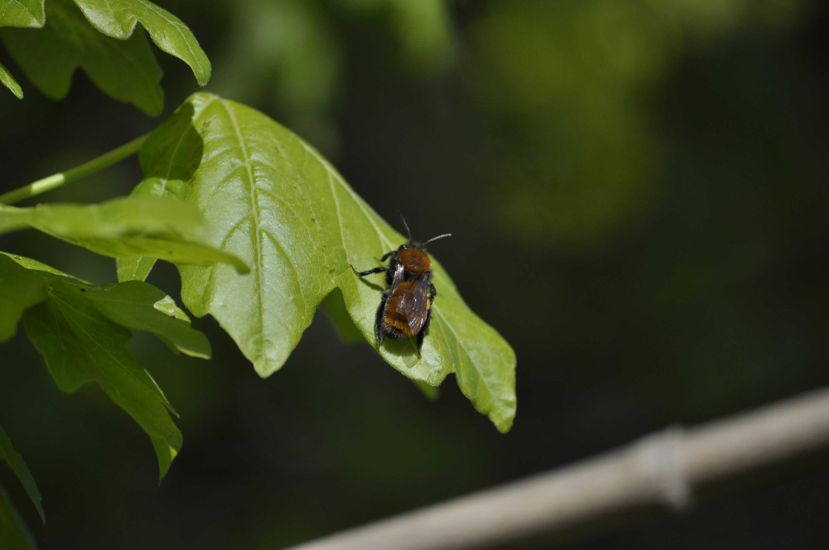 Rødpelset jordbi i 1000-års skoven.