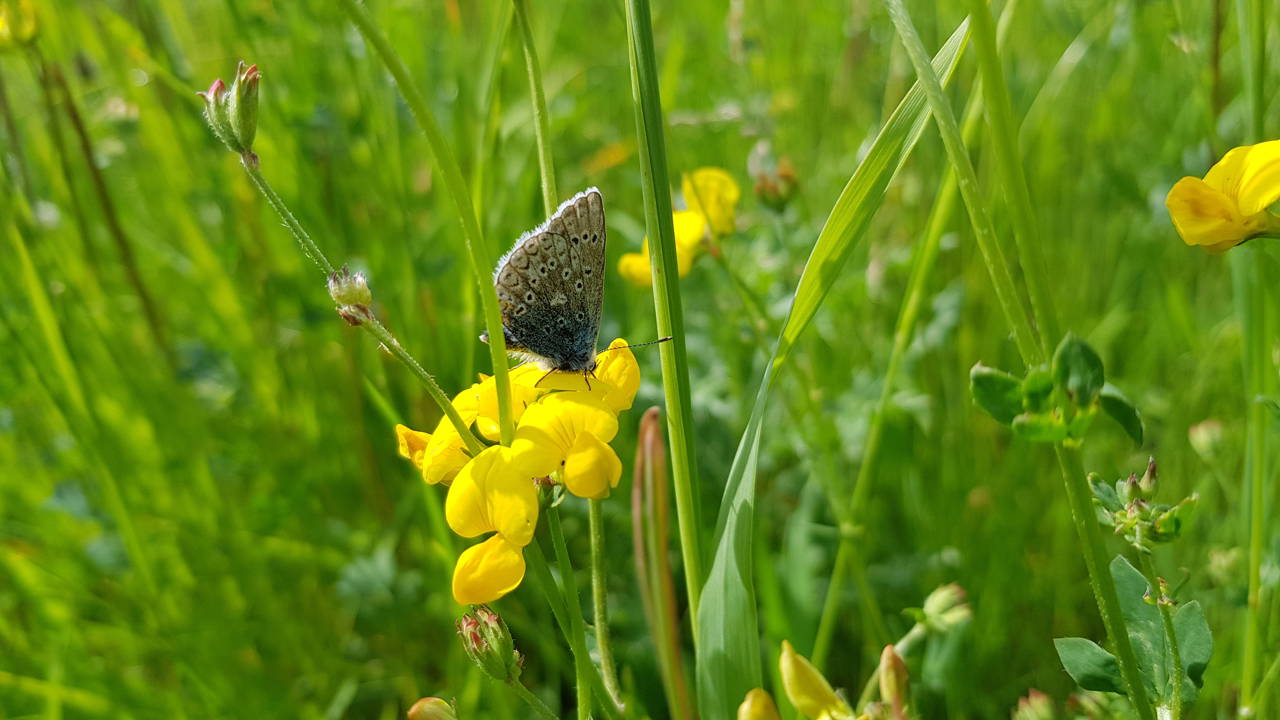 Almindelig kællingetand er en af de planter i blandingen, der besøges af flest forskellige bier, foruden adskillige sommerfugle.