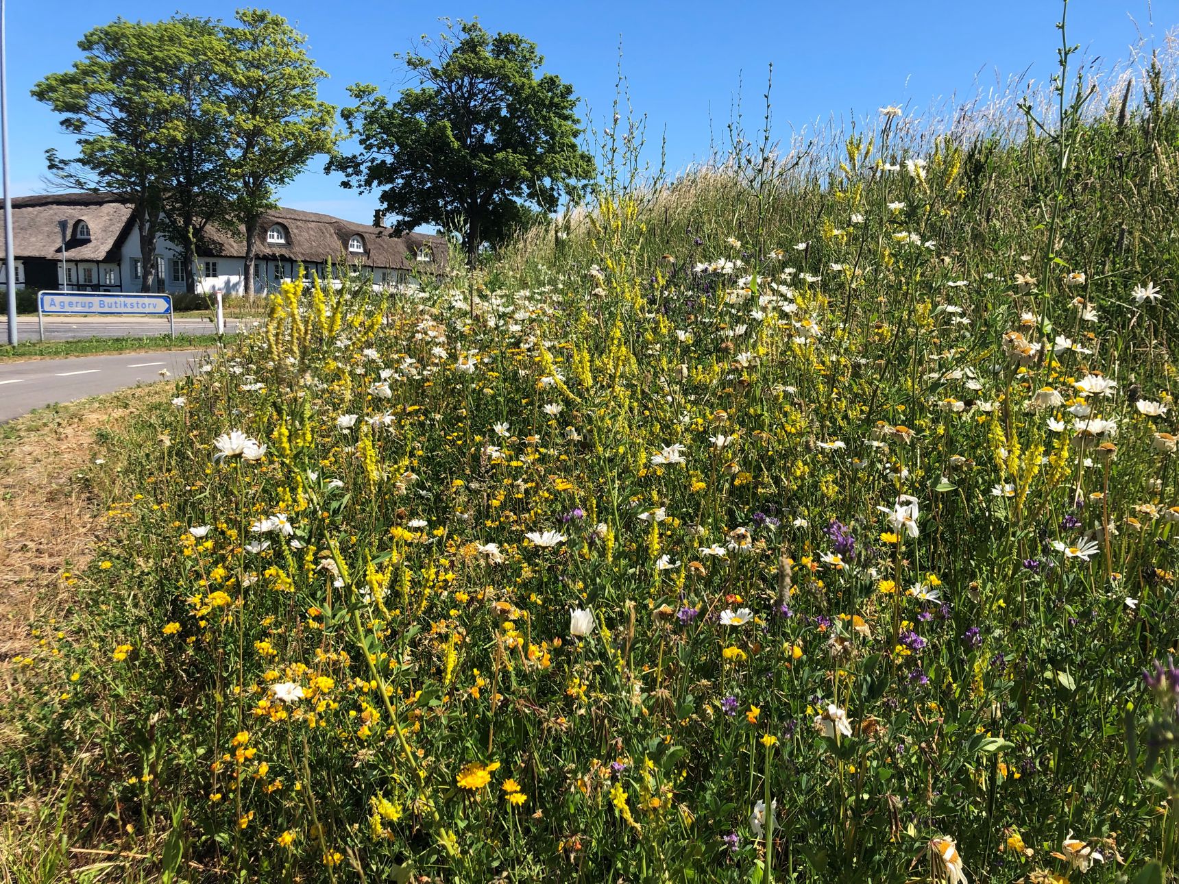 Vejkant med vilde blomster.